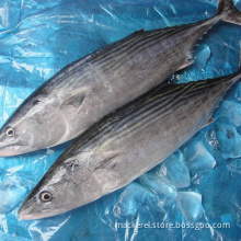 Frozen Light Seine Fishing Skipjack Bonito Tongol Tuna